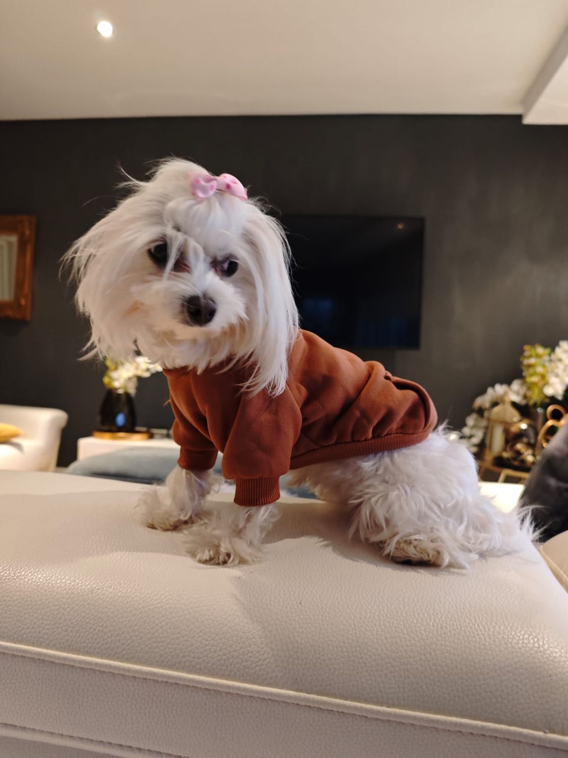 Designer Dog Hoodie Shirt - Brown