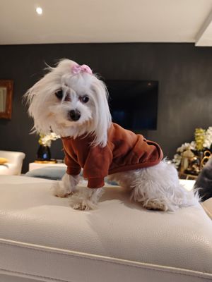 Designer Dog Hoodie Shirt - Brown