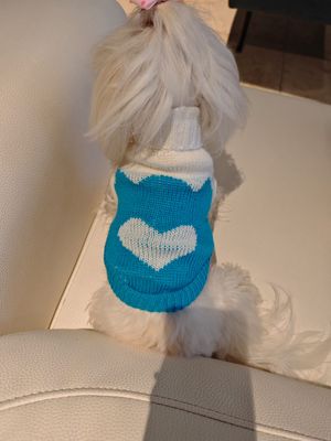 Pet Luxury Love Pup Pullover - Blue