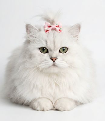 Pet Luxury Fashion - Cat Hair Accessories Bow Hair Set
