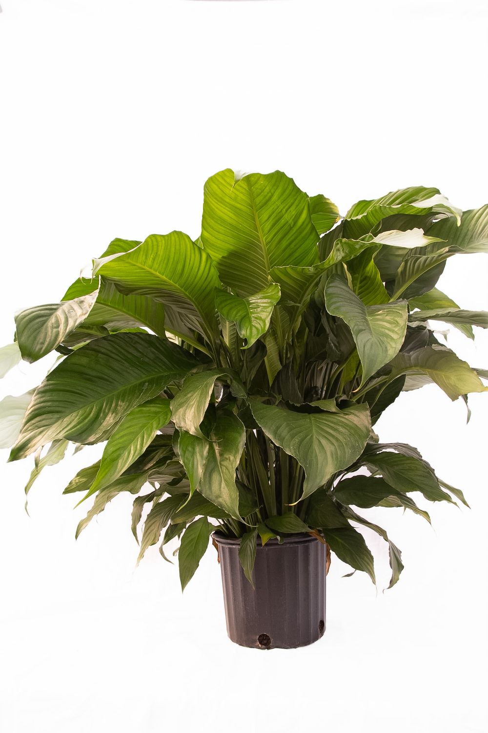 Peace Lily Sympathy Plant