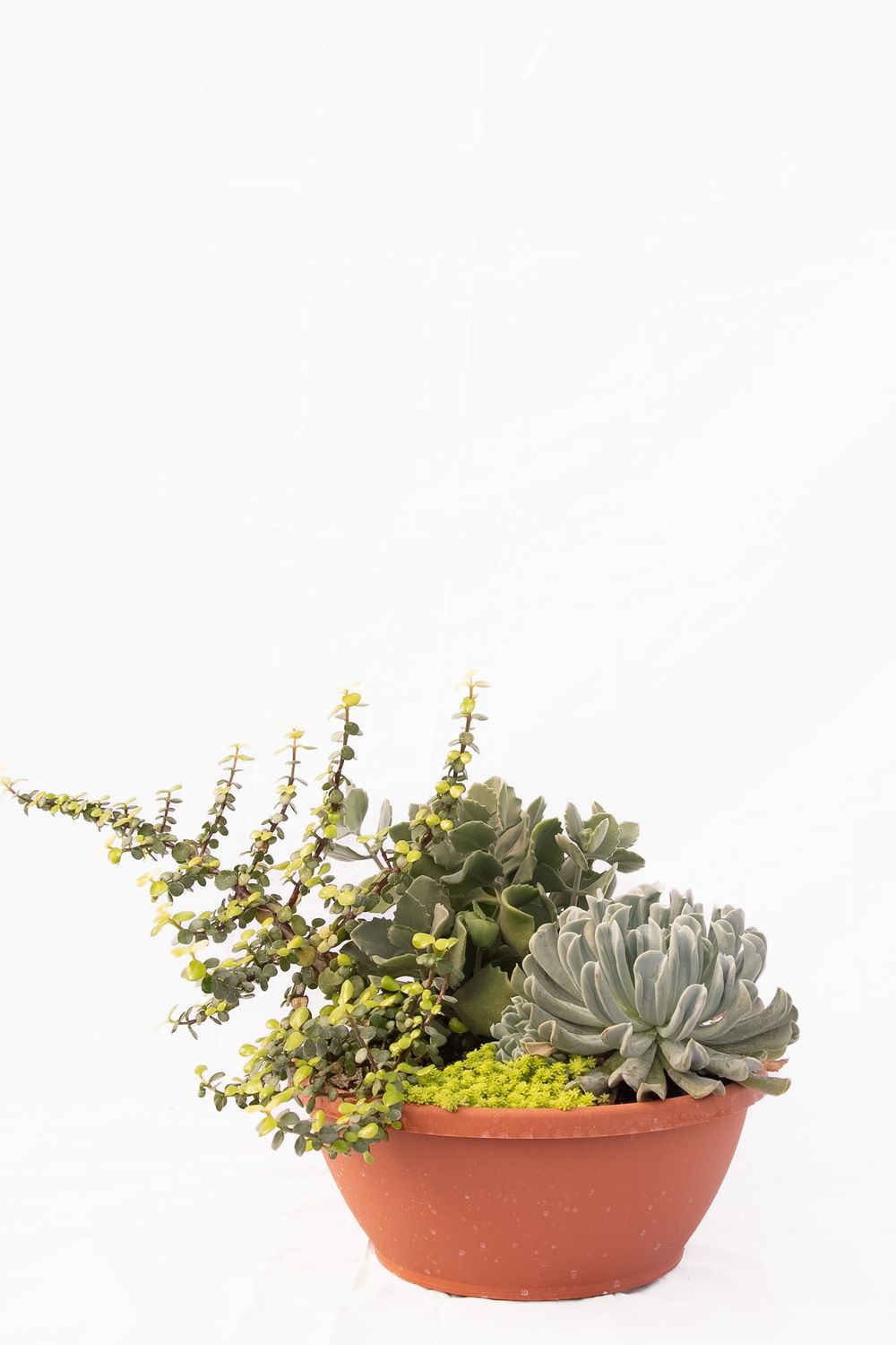 Succulent Dish Garden
