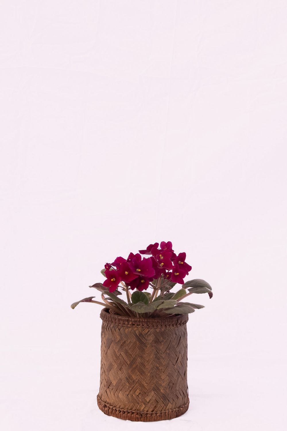 African Violet