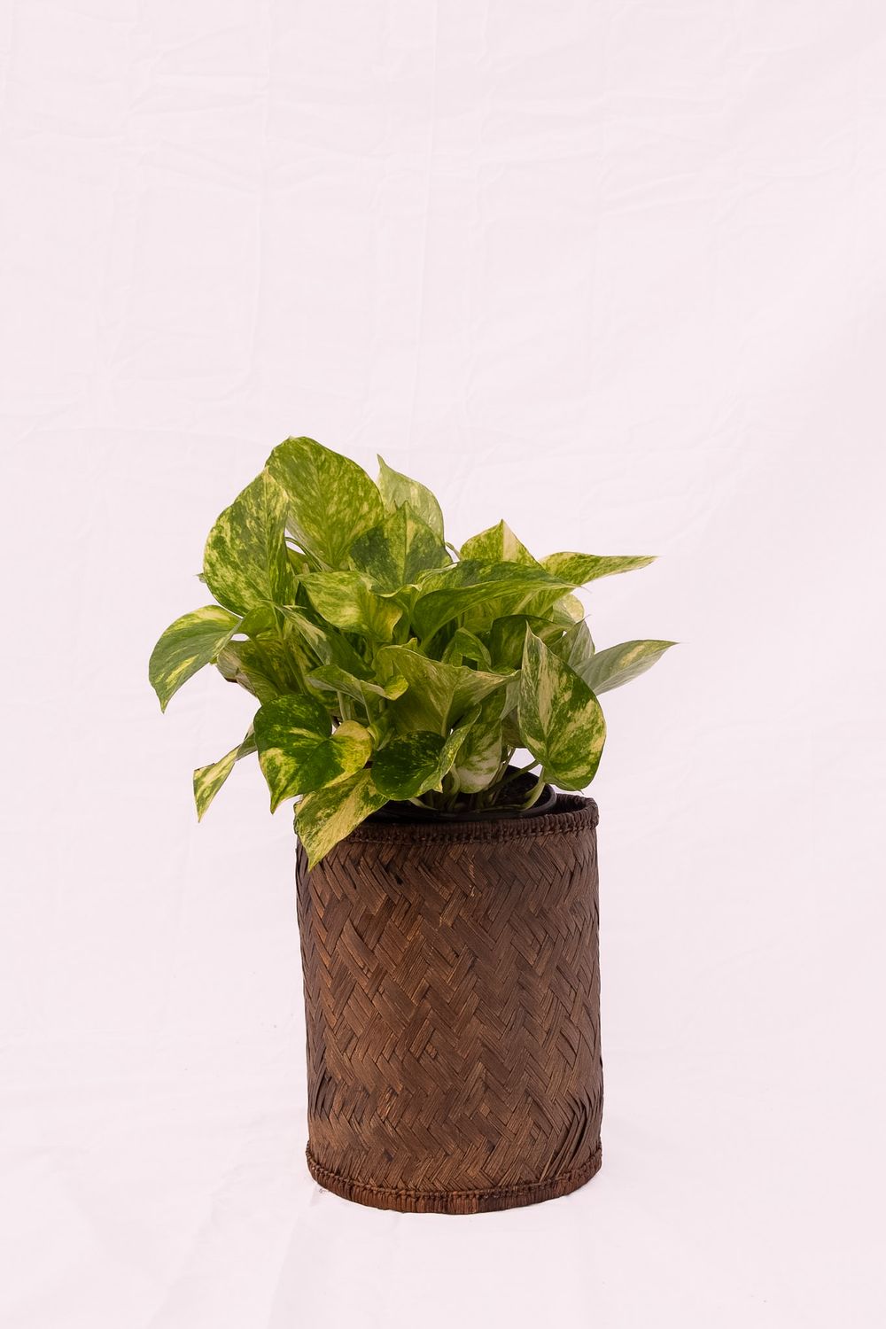 Golden Pothos