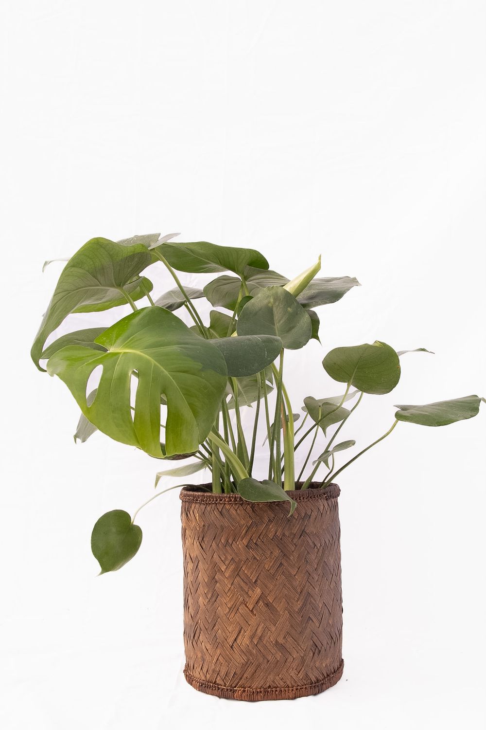 Philodendron Monstera