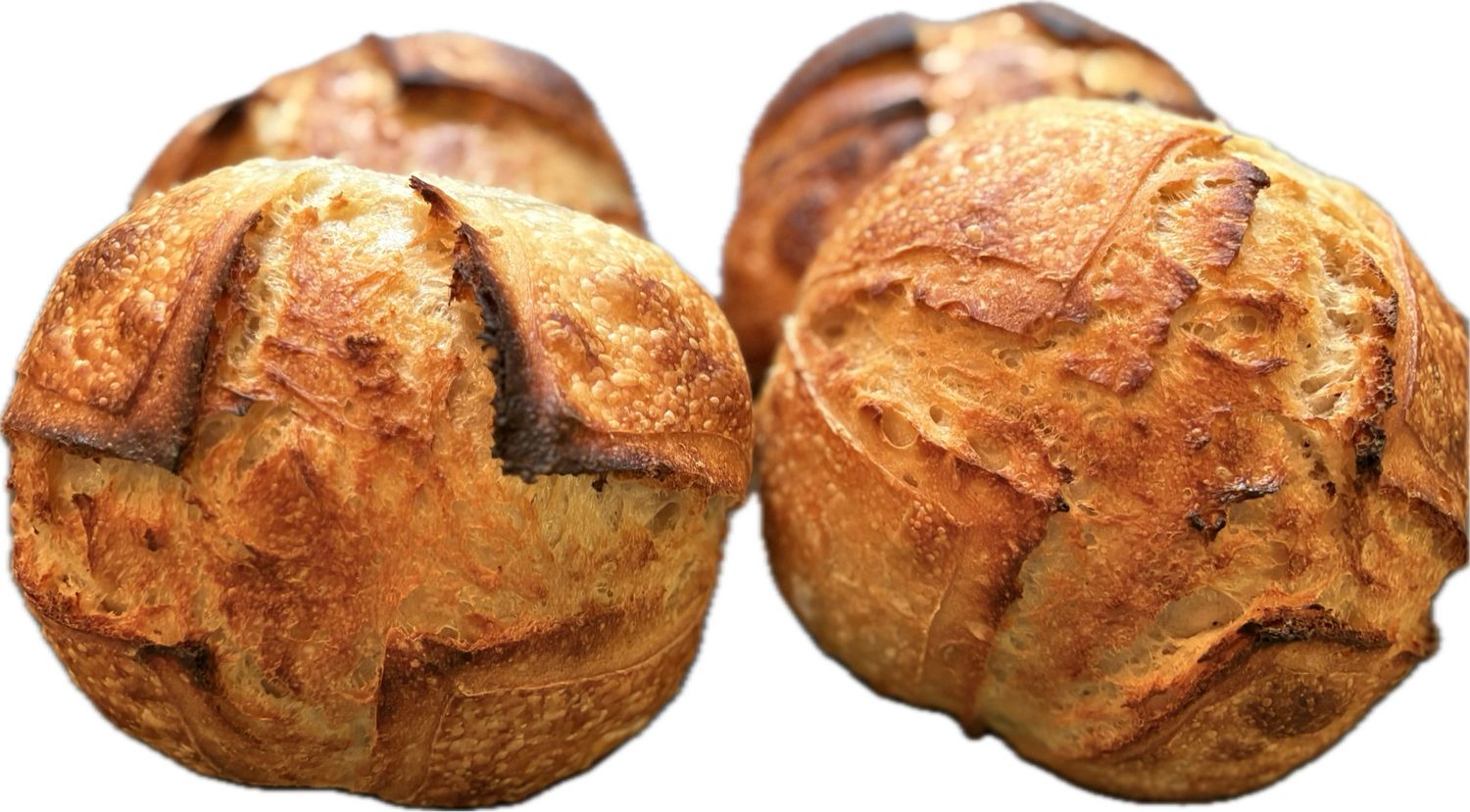 Bread Bowls / Small Boule