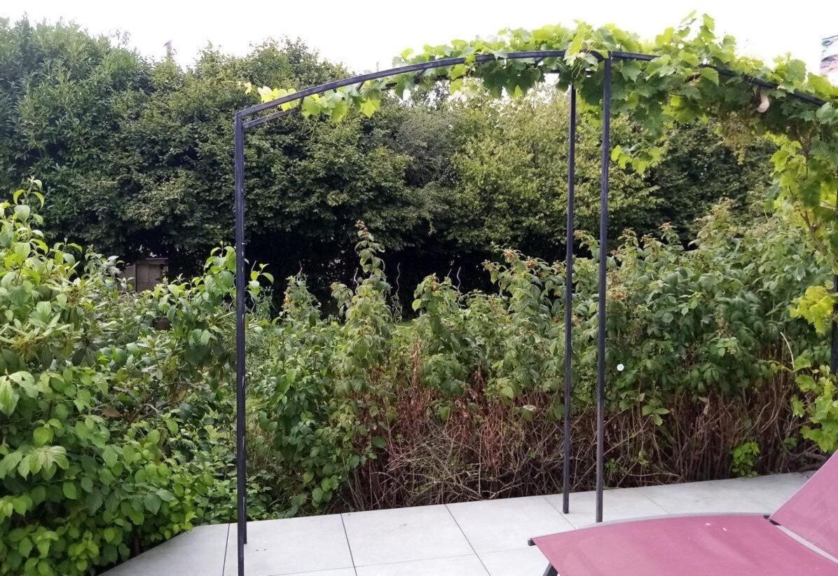 arche de 3 m de large supportant un raisin muscat arche de 3 m de large supportant un raisin muscat