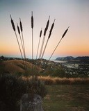 large Rusty Raupo (bulrushes) -  2250mm