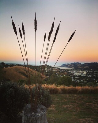 Rusty bulrushes, seed pods, wands &amp; Alliums