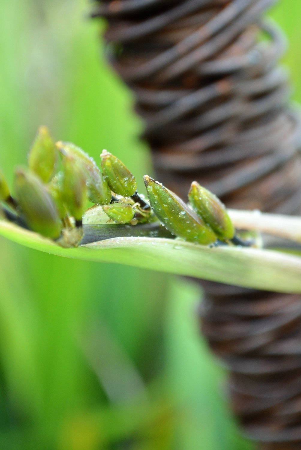 Rusty Raupo (Bulrushes) -  1500mm