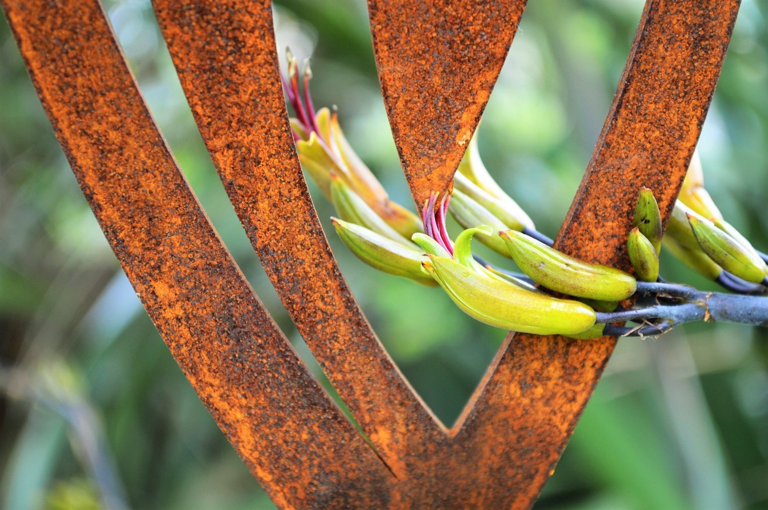 Close up of a Corten Garden spear by Grounded Art NZ in the Fish Hook design with a native flax flower