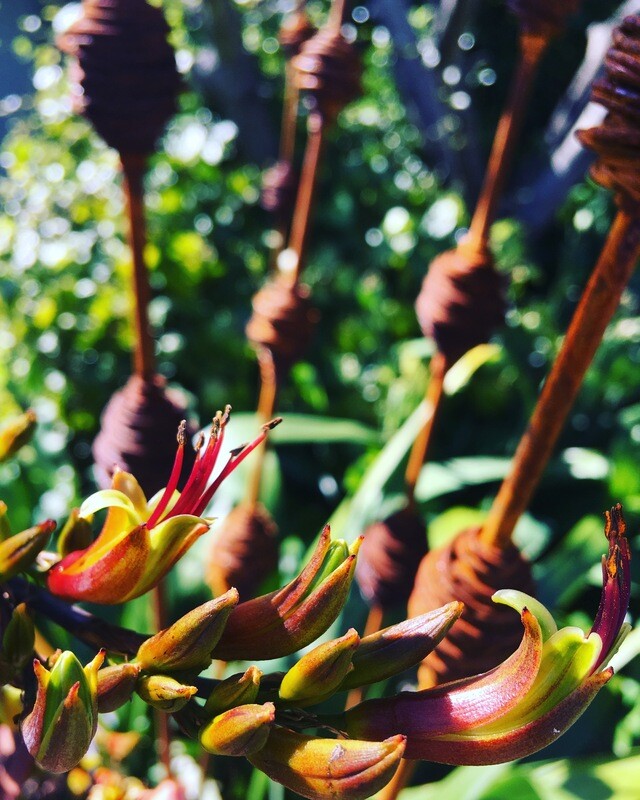 Native NZ flax Flowers and pods in the foreground with Grounded Art NZ Rusty Seedpods (Kakano) a in lush garden setting.
