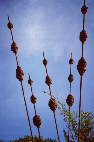 5 Rusty Kakano (Seedpods) made by Grounded Art NZ nestled into Native NZ Manuka shrub and a clear blue sky in the background.
