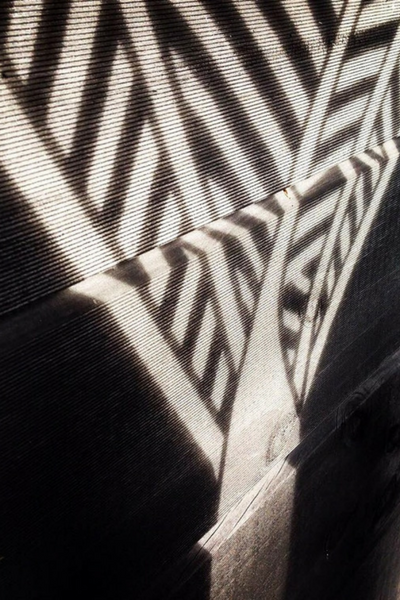 The shadow created on a black wall from a Corten Nikau panel by Grounded Art NZ. Nikau frond detail highlighted by the sun.