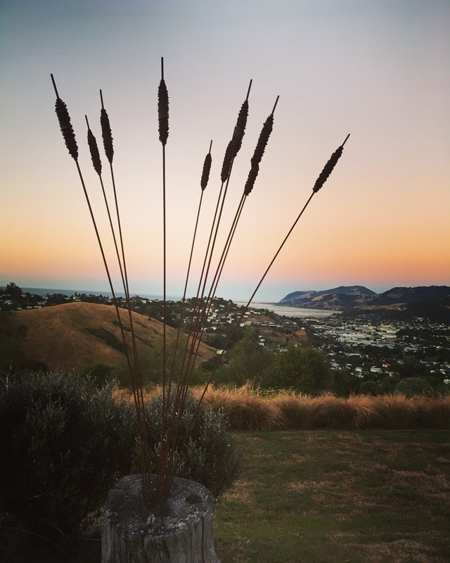 Large Rusty Raupo (Bulrushes)