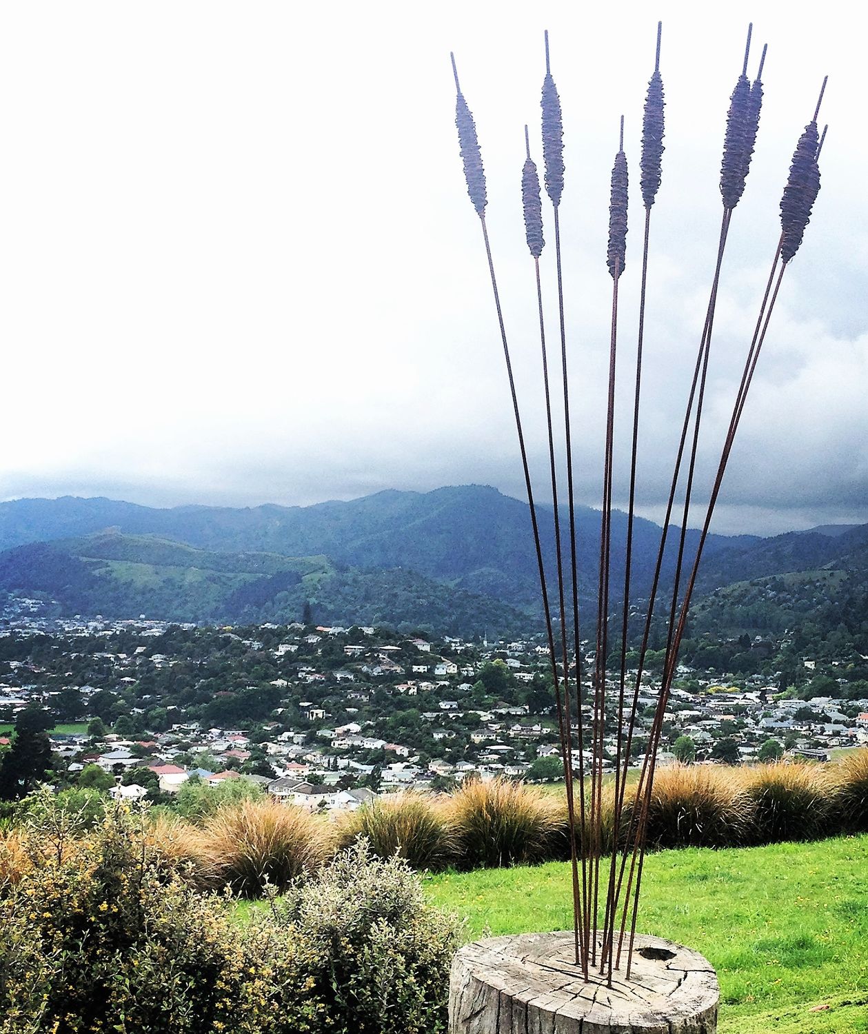Large Rusty Raupo (Bulrushes) 1800mm - 2250mm