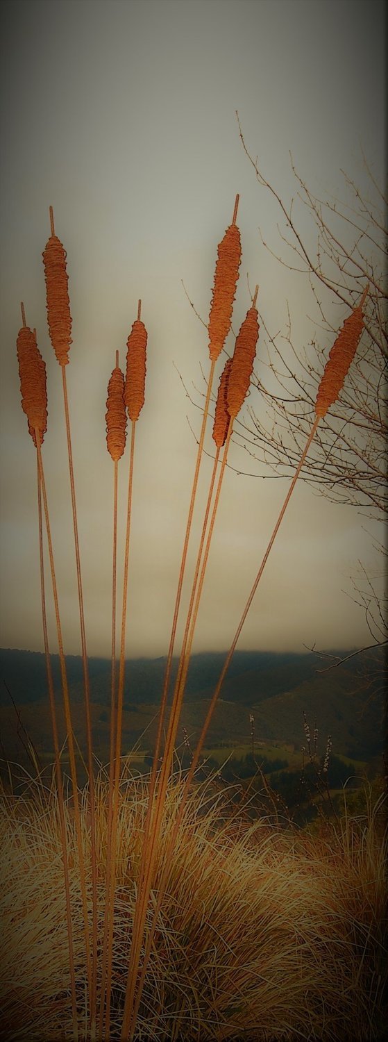 Large Rusty Raupo (Bulrushes) 1800mm - 2250mm
