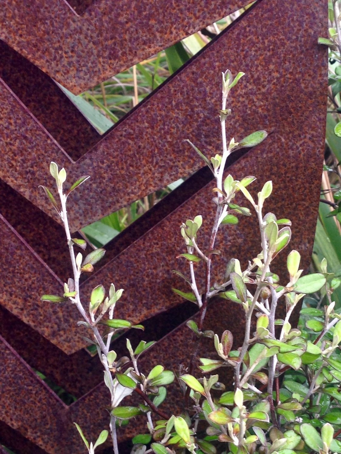 Close up of Corten Arrow Sculpture by Grounded Art NZ. Warm weathered steel against the lush native NZ garden.