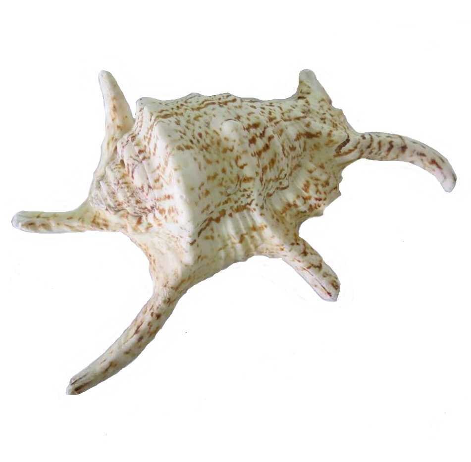 COQUILLAGE GRANDE CONQUE