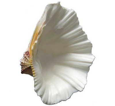 COQUILLAGE PEIGNE GEANT