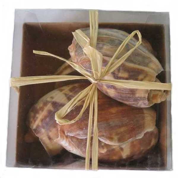 COQUILLAGES EN BOITE, Modèles: Conques