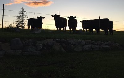 Beef
