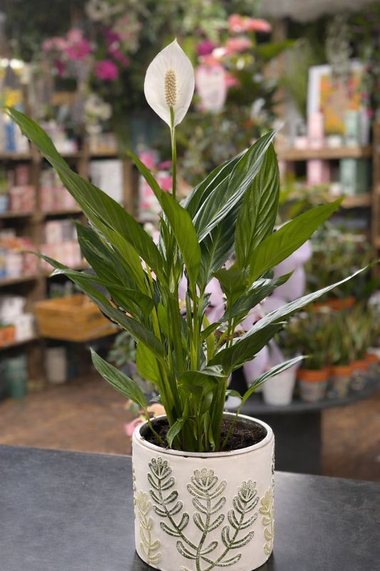 Spathiphyllum ‘Peace Lily’ Spathiphyllum ‘Peace Lily’