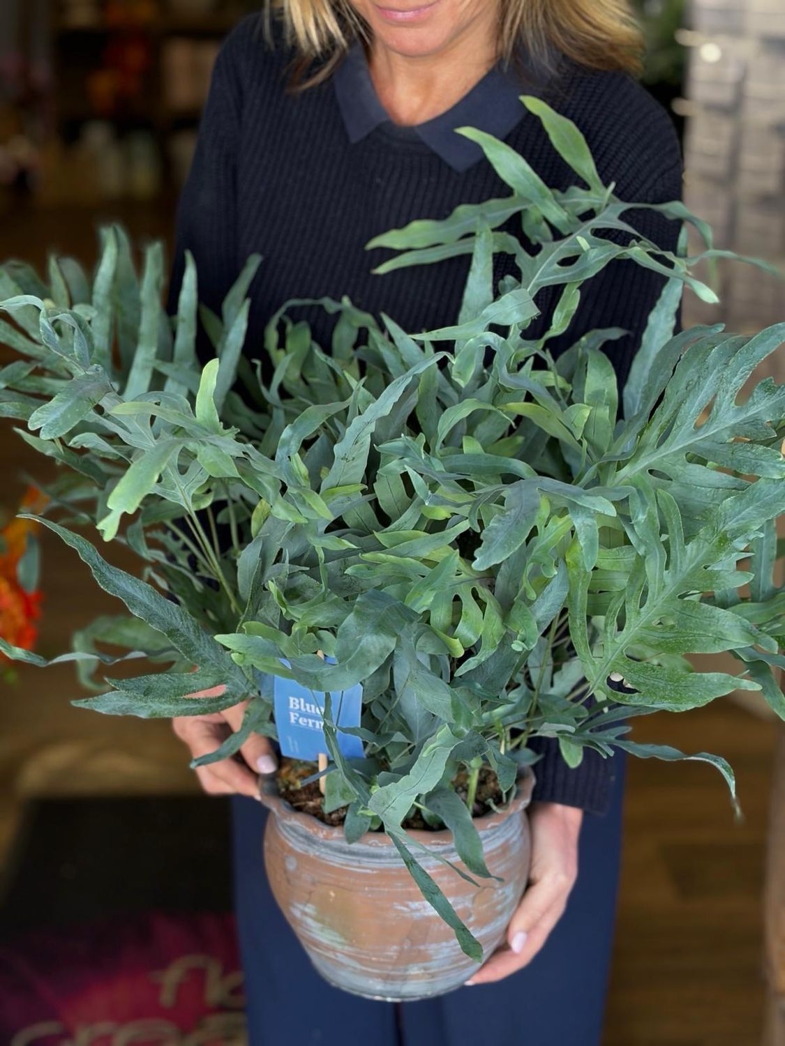 Blue Star Fern In A Rustic Pot