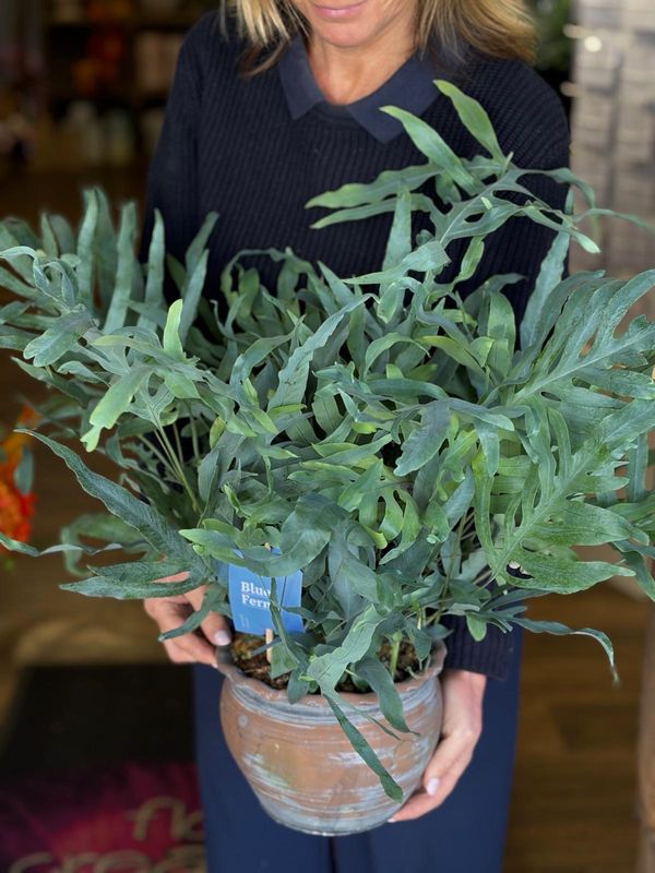 Blue Star Fern In A Rustic Pot