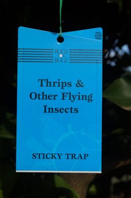 Insect Control