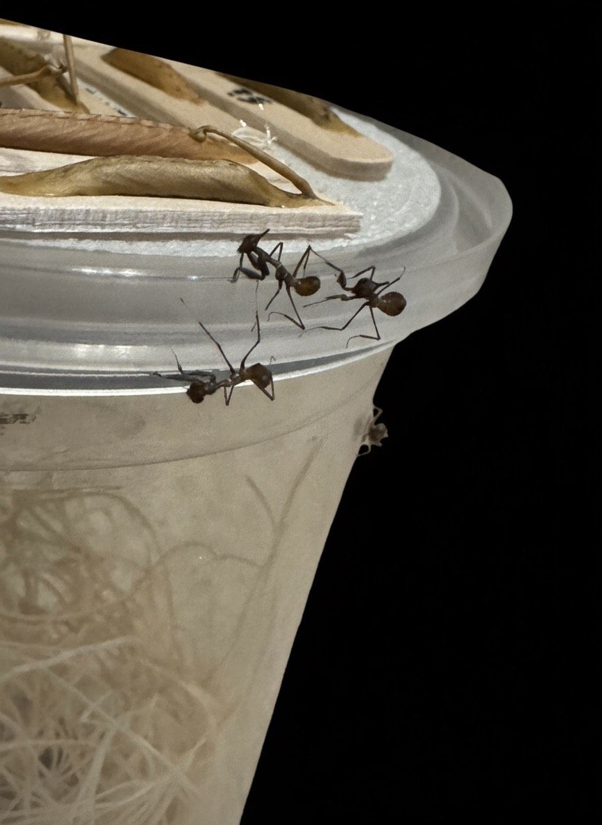 E-commerce Product Image