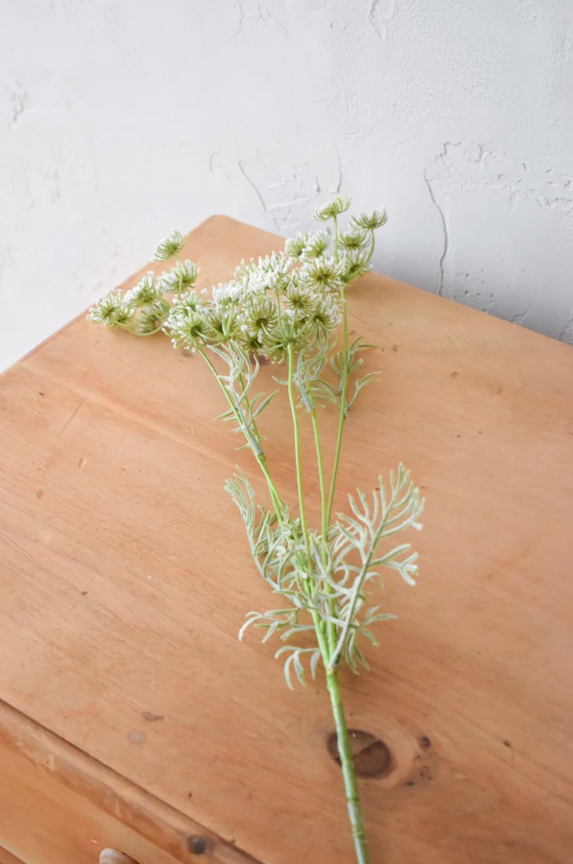 Follaje tallo Reina Ana blanco