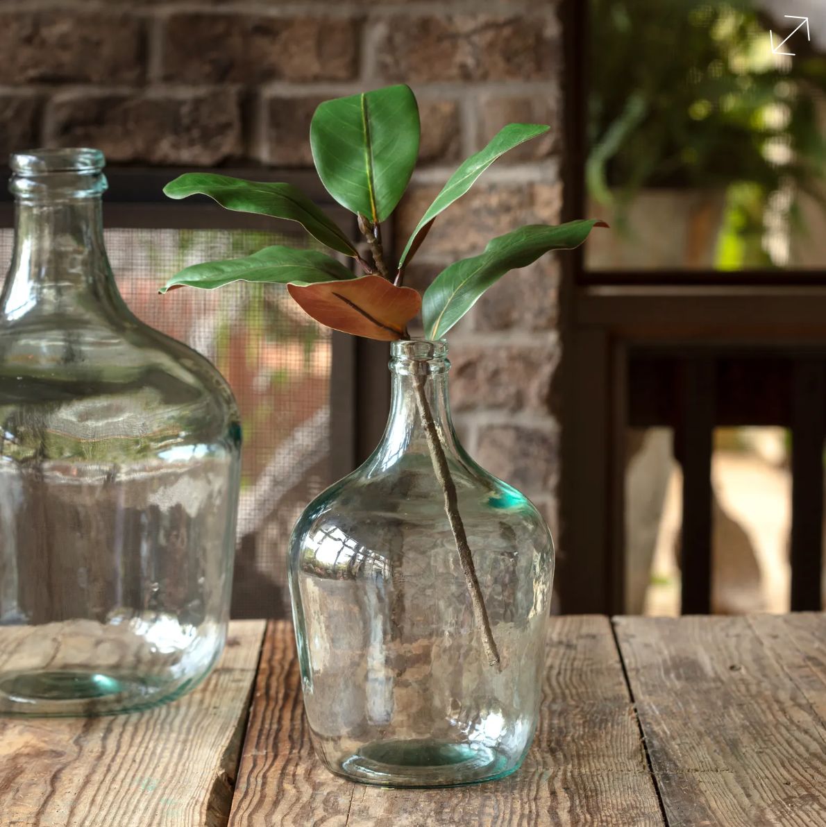 Follaje hoja de Magnolia