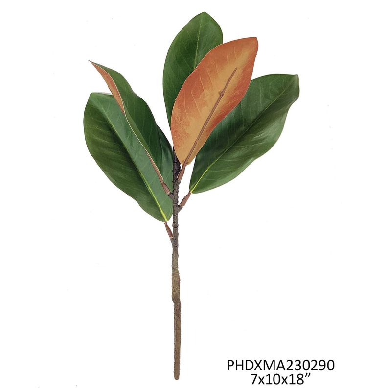 Follaje hoja de Magnolia