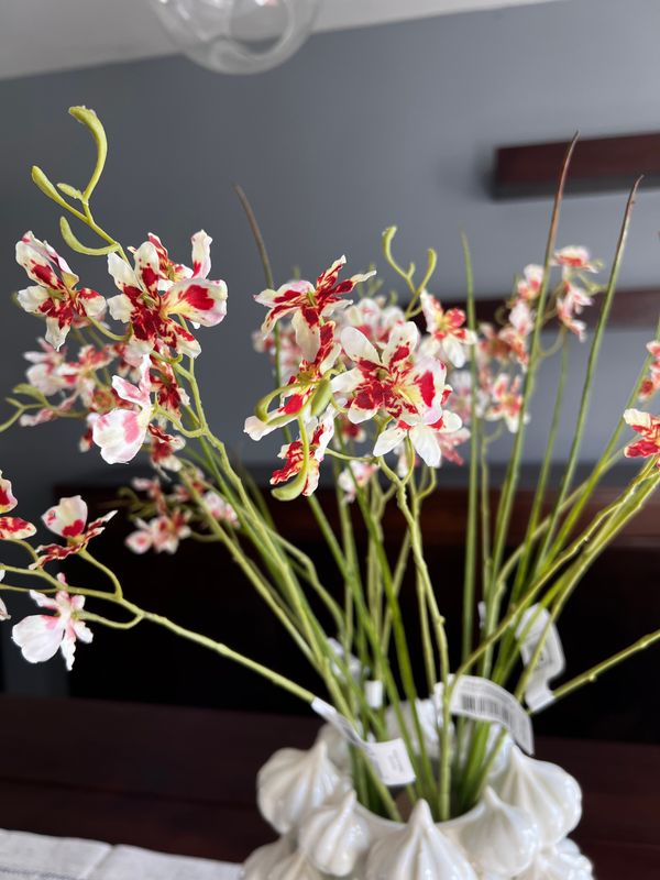 Follaje orquidea