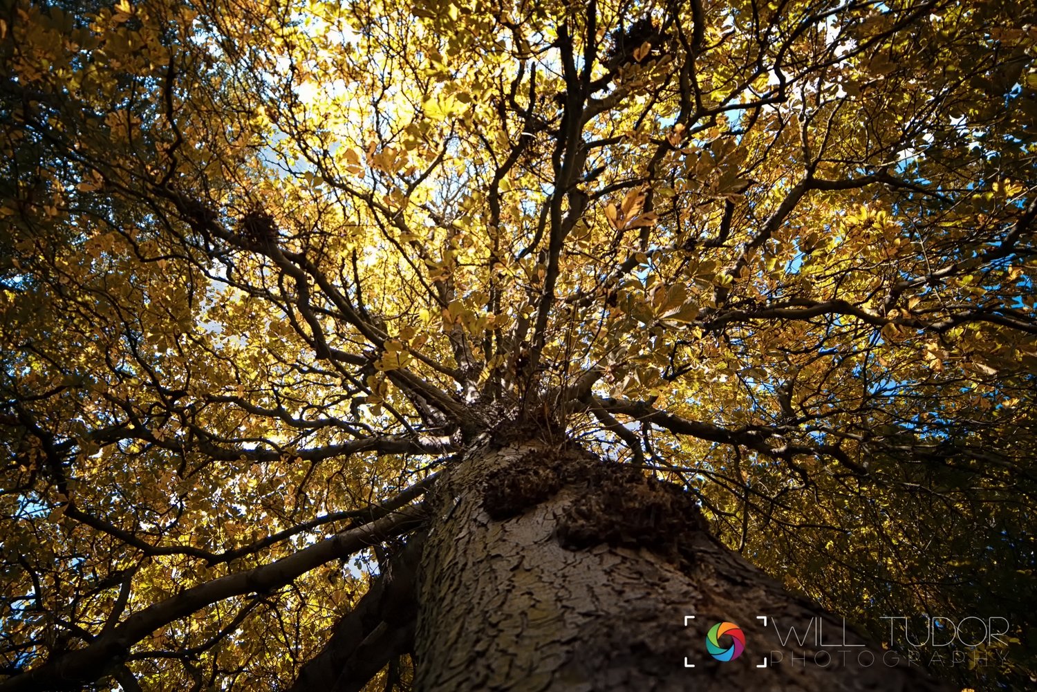 All The Leaves Are Brown - A4 Print, Mounted