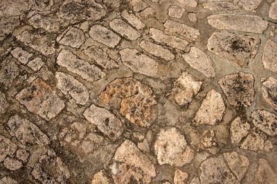 Cotto – Muschi e muffe