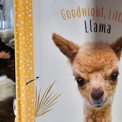 Goodnight Little Llama