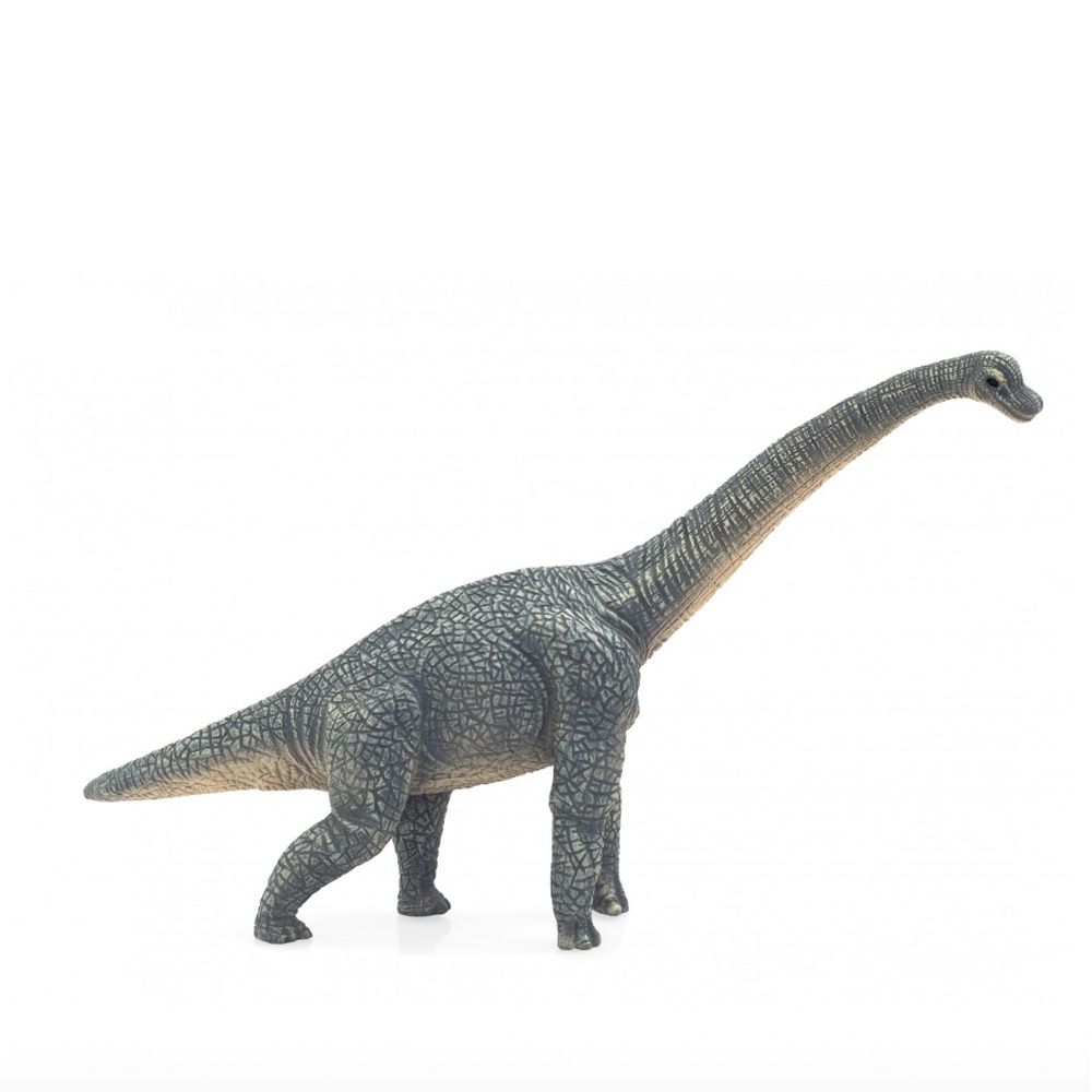 Brachiosaurus (Gray)
