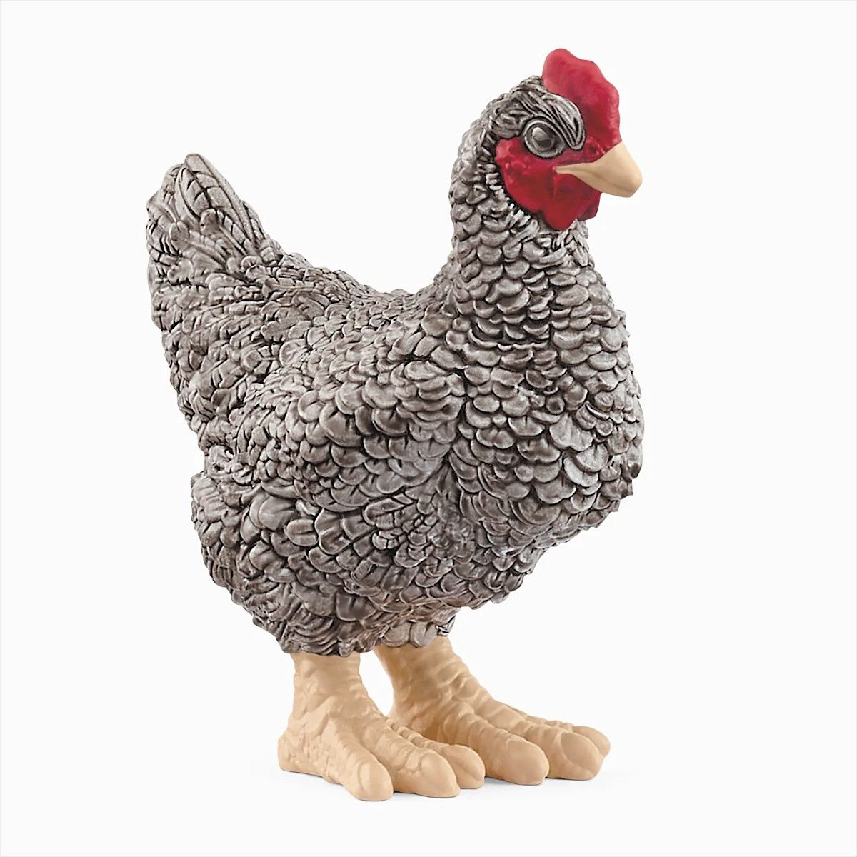 Plymouth Rock Chicken  2025 NEW