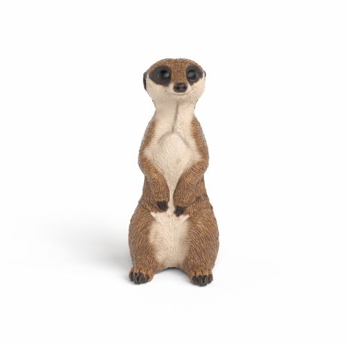 Meerkat