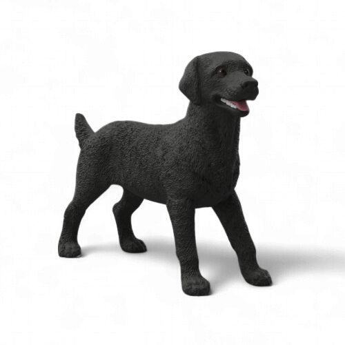 Black Labrador Female