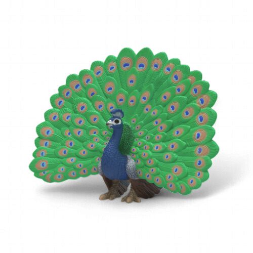 Peacock