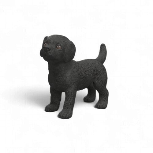 Black Labrador Puppy