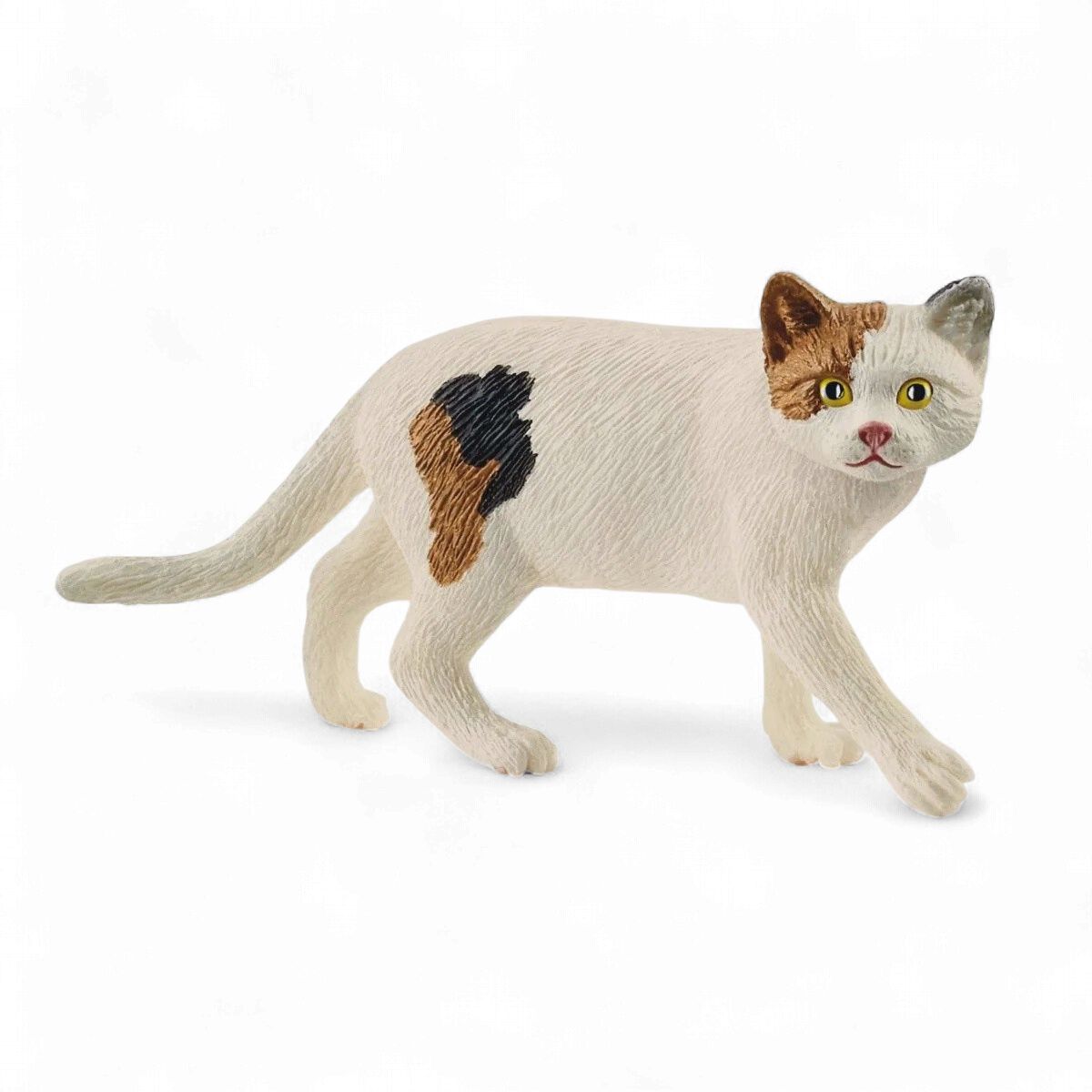 American Shorthair Cat