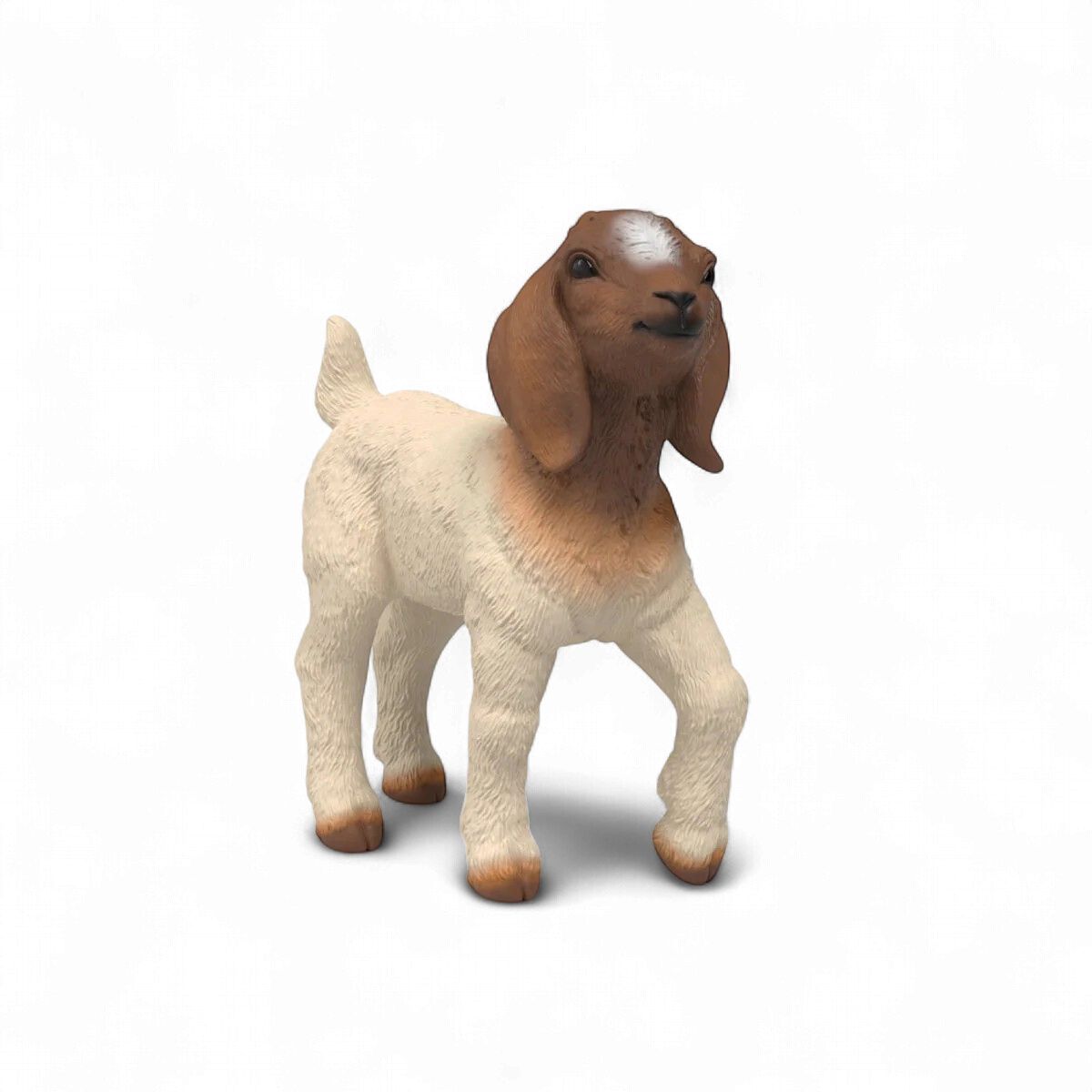 Boer Goat Kid