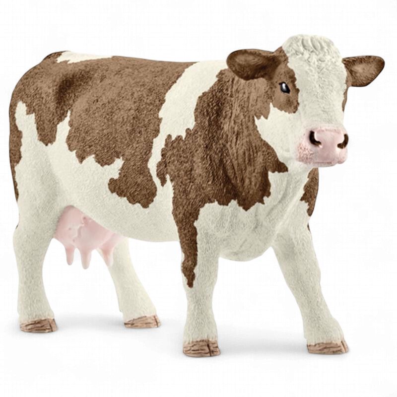 Simmental Cow