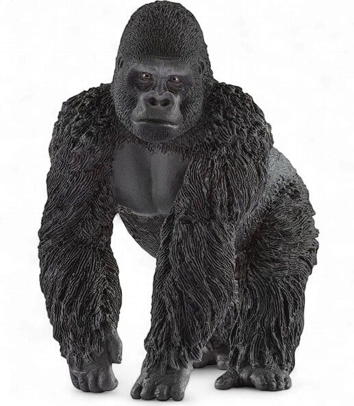 Gorilla (male)