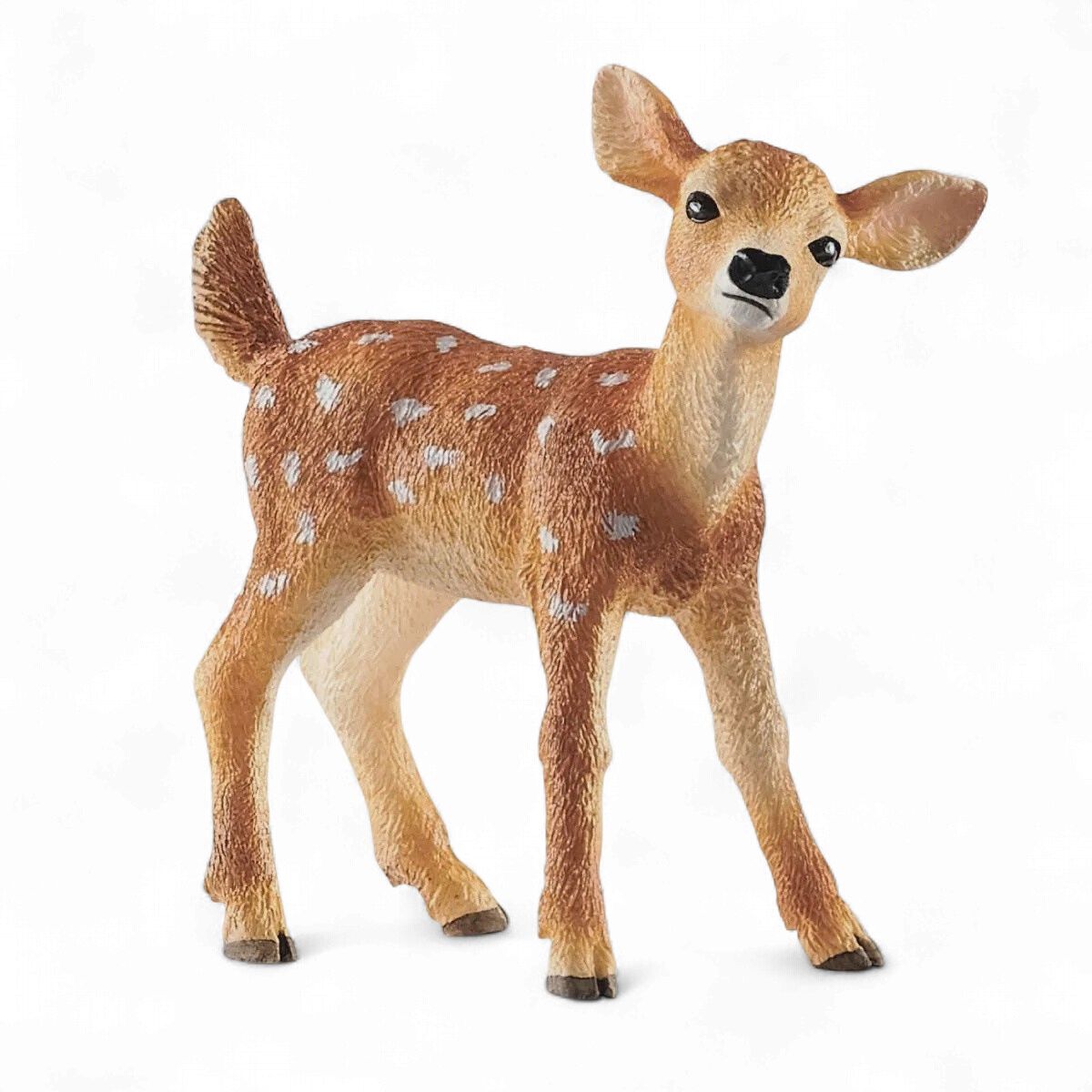 White-Tailed Fawn
