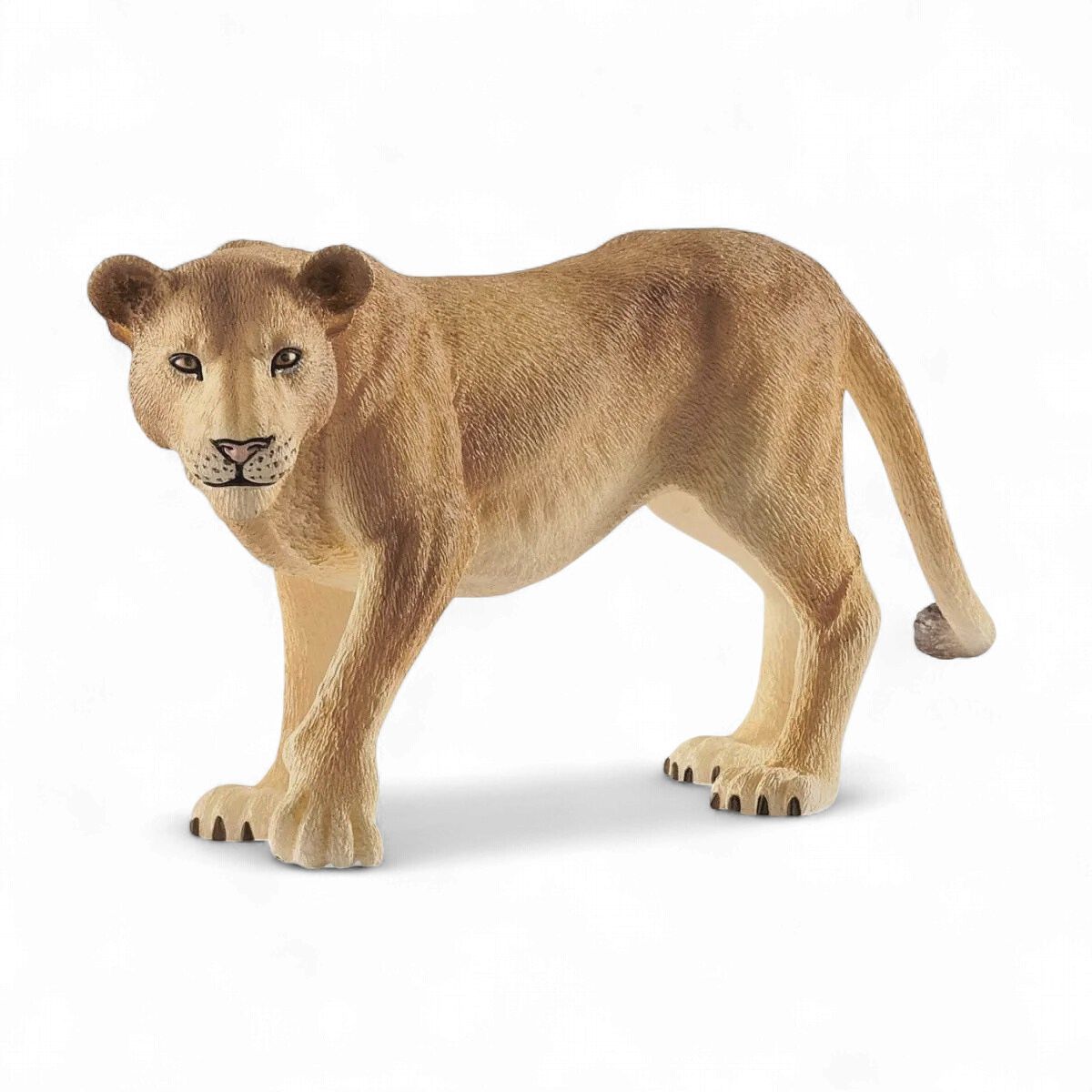 Lioness